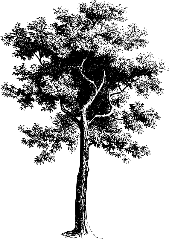 Engraving of a broad deciduous tree